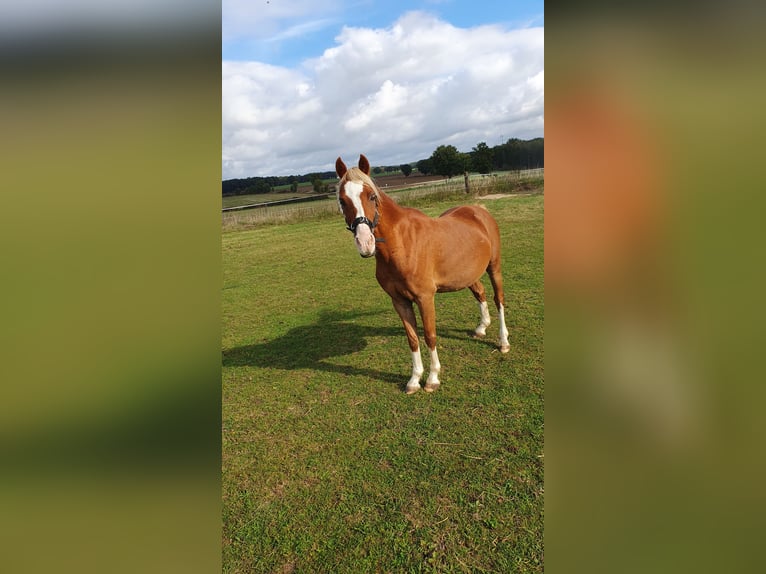 Welsh B Gelding 14 years 12,2 hh  in Suhlendorf