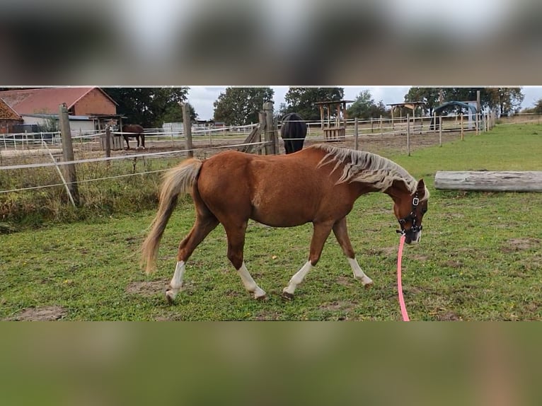 Welsh B Gelding 14 years 12,2 hh  in Suhlendorf