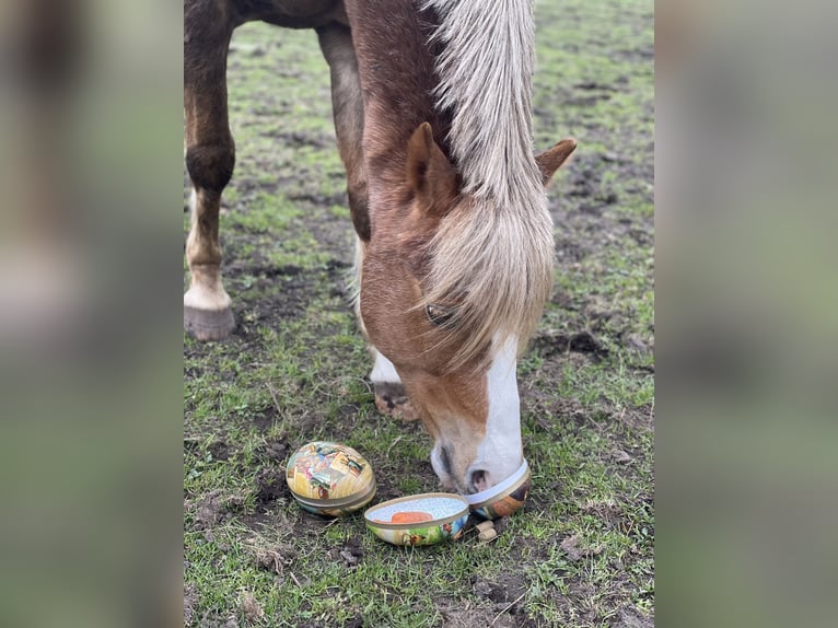 Welsh B Gelding 14 years 13,2 hh Chestnut-Red in Klein Wittensee