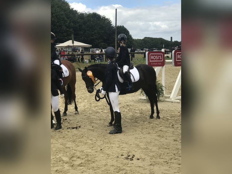 Welsh B Gelding 14 years 13,2 hh in Rosengarten