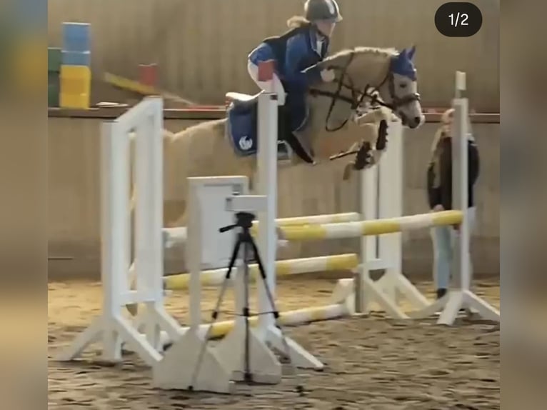 Welsh B Gelding 14 years 13 hh in Stutensee