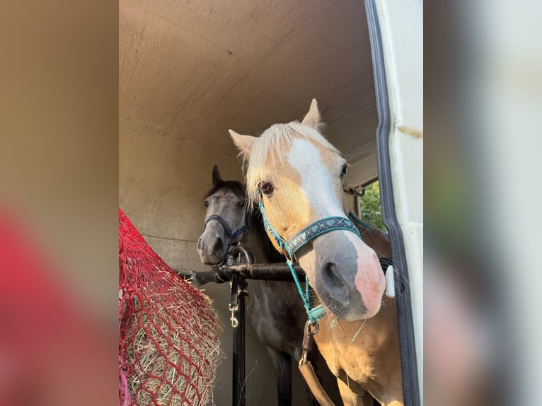 Welsh B Gelding 14 years 13 hh in Stutensee