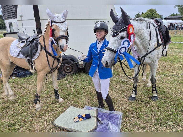 Welsh B Gelding 14 years 13 hh in Stutensee