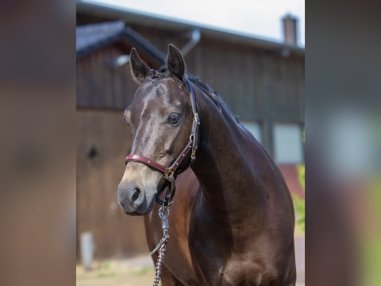 Welsh B Gelding 14 years 13,2 hh Bay-Dark in Rosengarten