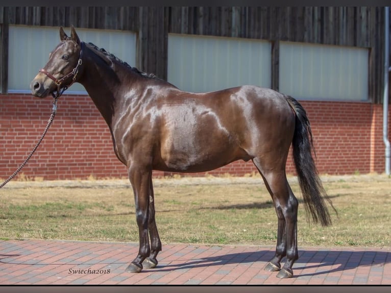 Welsh B Gelding 14 years 13,2 hh Bay-Dark in Rosengarten