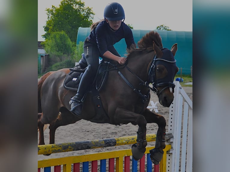 Welsh B Gelding 14 years 13,2 hh in Wahlstedt