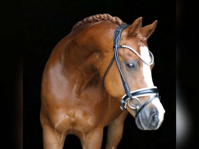 Welsh B Gelding 14 years 14,1 hh Chestnut-Red in Westoverledingen