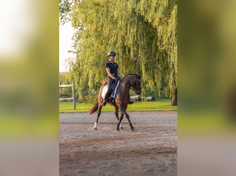 Welsh B Gelding 14 years 14 hh Bay in St-Basile-le-Grand