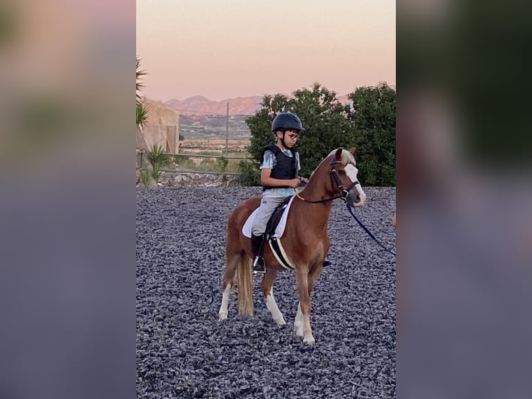 Welsh B Gelding 15 years 11,2 hh in Fortuna