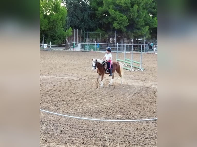 Welsh B Gelding 15 years 11,2 hh in Fortuna