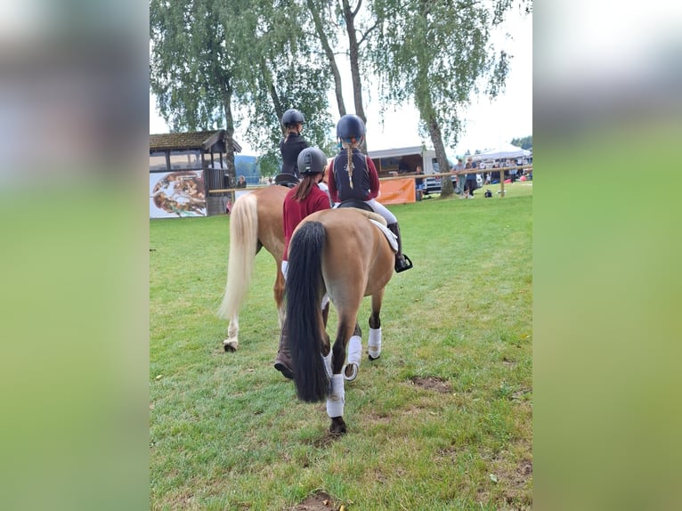 Welsh B Gelding 15 years 12.2 hh Dun in Greiling