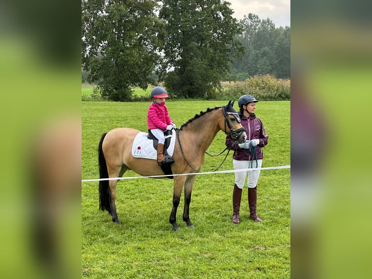 Welsh B Gelding 15 years 12.2 hh Dun in Greiling