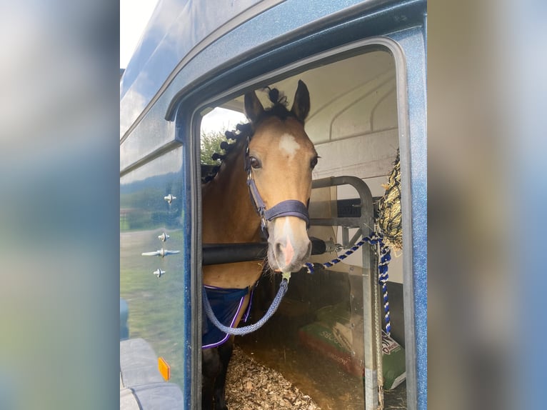 Welsh B Gelding 15 years 12.2 hh Dun in Greiling