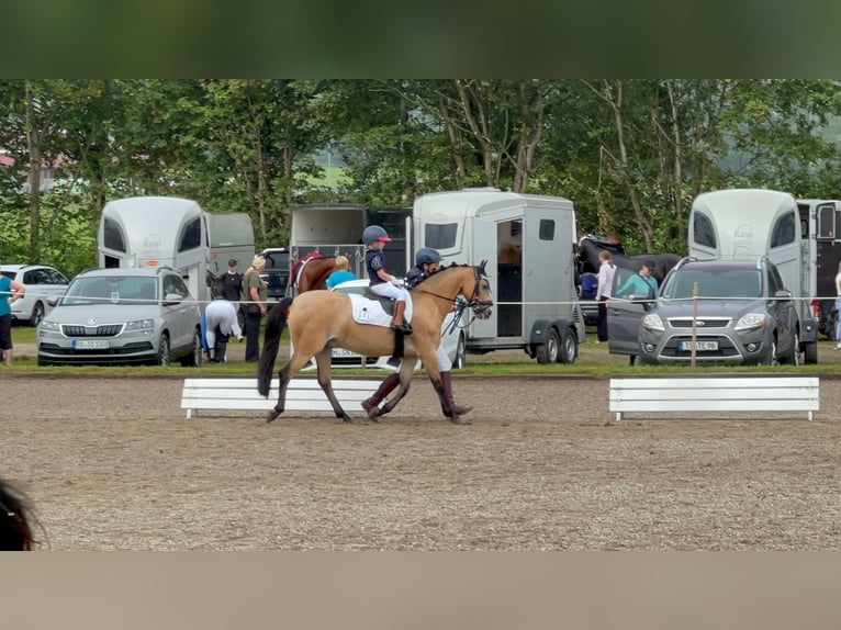 Welsh B Gelding 15 years 12.2 hh Dun in Greiling