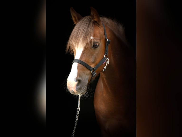 Welsh B Gelding 15 years 12,2 hh Chestnut in Kreuztal