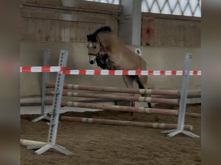 Welsh B Gelding 15 years 12,2 hh Dun in Greiling