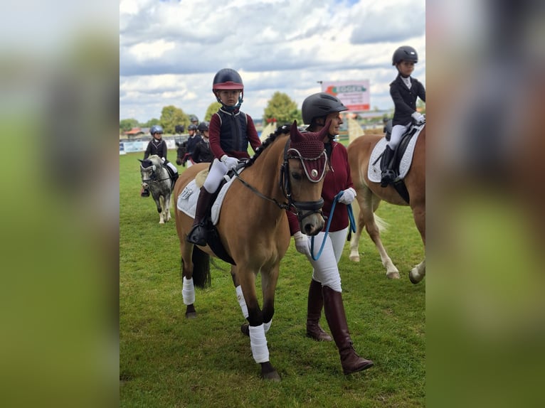 Welsh B Gelding 15 years 12,2 hh Dun in Greiling