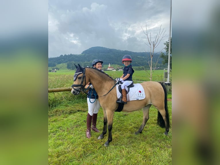 Welsh B Gelding 15 years 12,2 hh Dun in Greiling