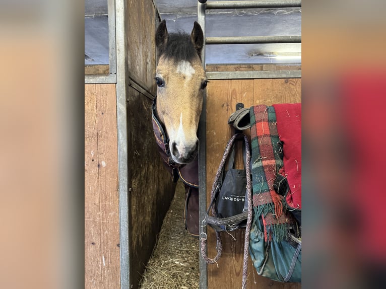 Welsh B Gelding 15 years 12,2 hh Dun in Greiling