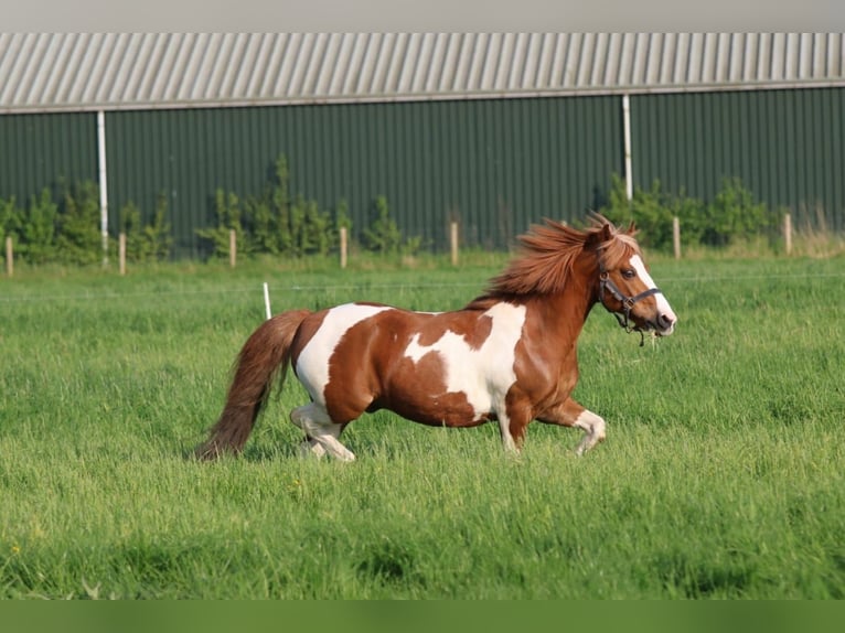 Welsh B Gelding 15 years 12,2 hh Pinto in Hendrik-Ido-Ambacht