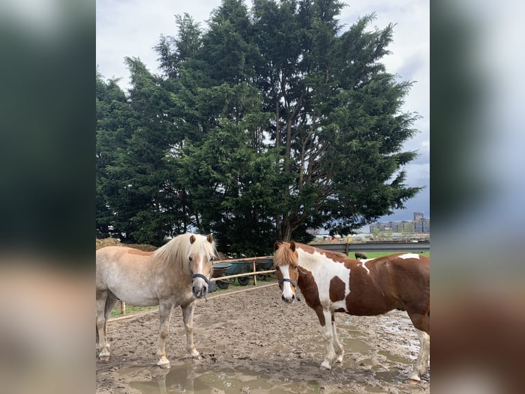 Welsh B Gelding 15 years 12,2 hh Pinto in Hendrik-Ido-Ambacht
