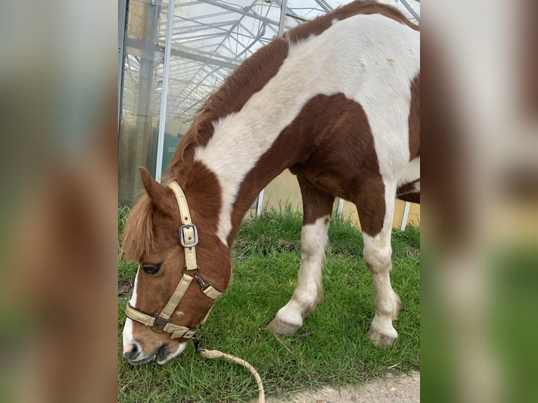 Welsh B Gelding 15 years 12,2 hh Pinto in Hendrik-Ido-Ambacht