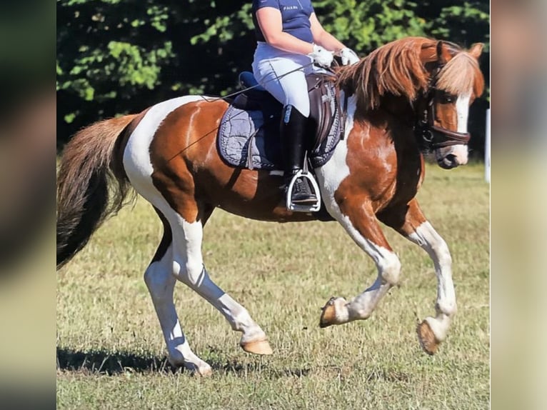 Welsh B Gelding 15 years 12,2 hh Pinto in Hendrik-Ido-Ambacht