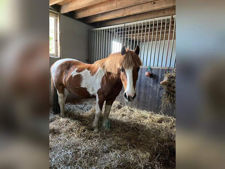 Welsh B Gelding 15 years 12,2 hh Pinto in Hendrik-Ido-Ambacht