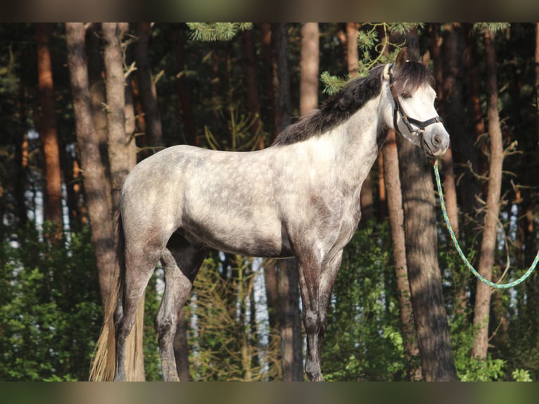 Welsh B Gelding 15 years 12,3 hh Grey-Dapple in Münster