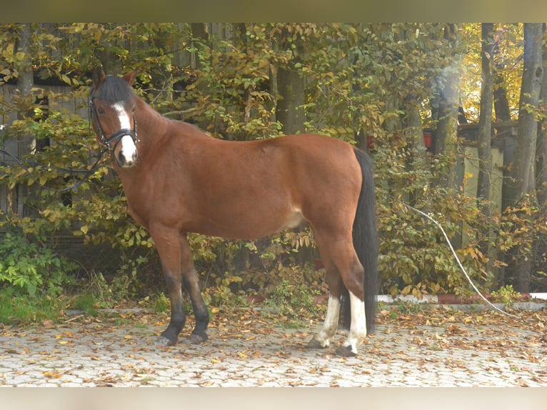 Welsh B Gelding 15 years 13,2 hh Brown in Würzburg