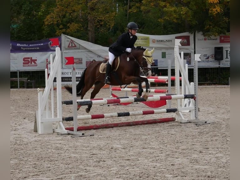 Welsh B Gelding 15 years 13.2 hh Brown in Dornhan