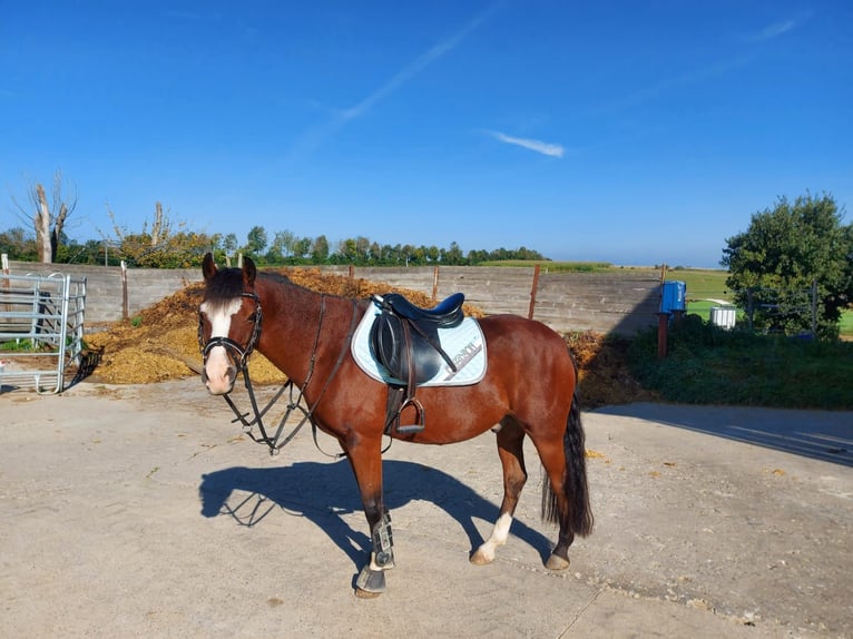Welsh B Gelding 15 years 13.2 hh Brown in Dornhan