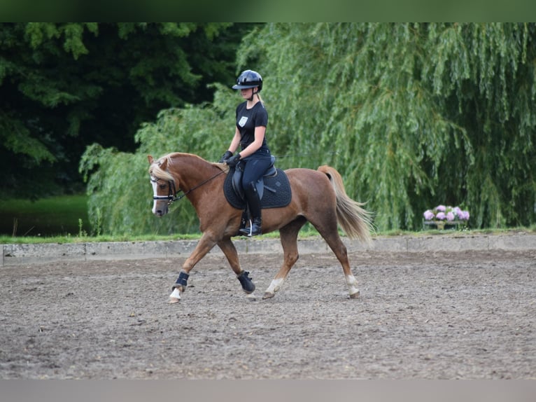 Welsh B Gelding 15 years 13,2 hh Chestnut-Red in Grande
