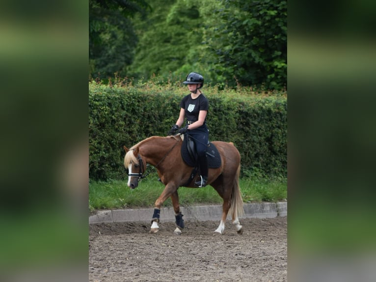 Welsh B Gelding 15 years 13,2 hh Chestnut-Red in Grande