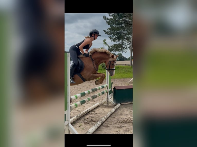 Welsh B Gelding 15 years 13,2 hh Chestnut-Red in Grande