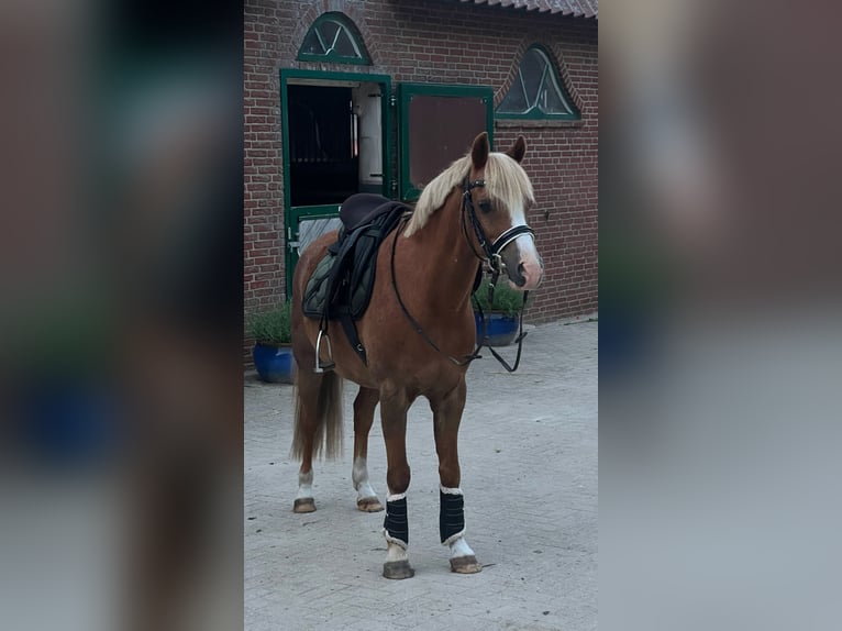 Welsh B Gelding 15 years 13,2 hh Chestnut-Red in Grande