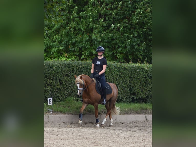 Welsh B Gelding 15 years 13,2 hh Chestnut-Red in Grande