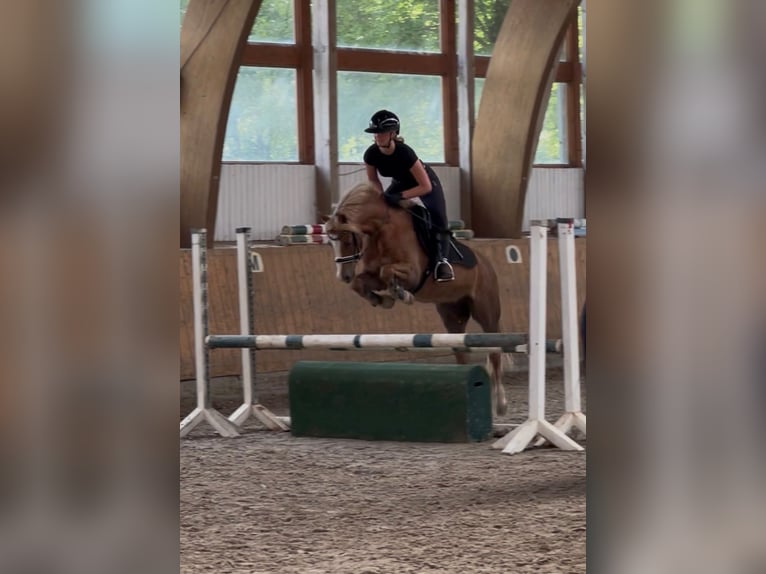 Welsh B Gelding 15 years 13,2 hh Chestnut-Red in Grande