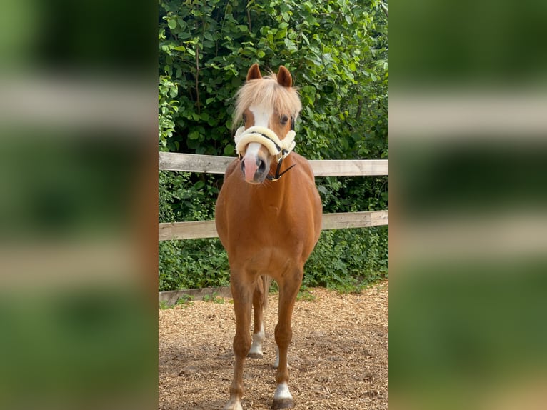Welsh B Gelding 15 years 13,2 hh Chestnut-Red in Grande