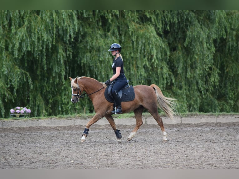 Welsh B Gelding 15 years 13,2 hh Chestnut-Red in Grande