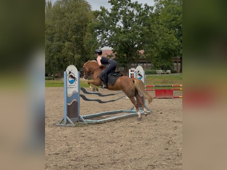 Welsh B Gelding 15 years 13,2 hh Chestnut-Red in Grande