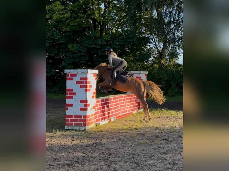 Welsh B Gelding 15 years 13,2 hh Chestnut-Red in Grande