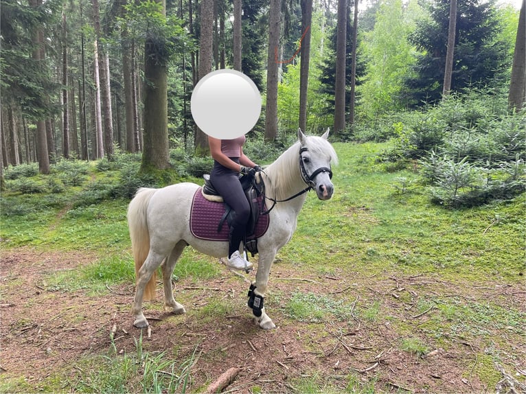 Welsh B Mix Gelding 16 years 11,2 hh Grey in Wittibreut