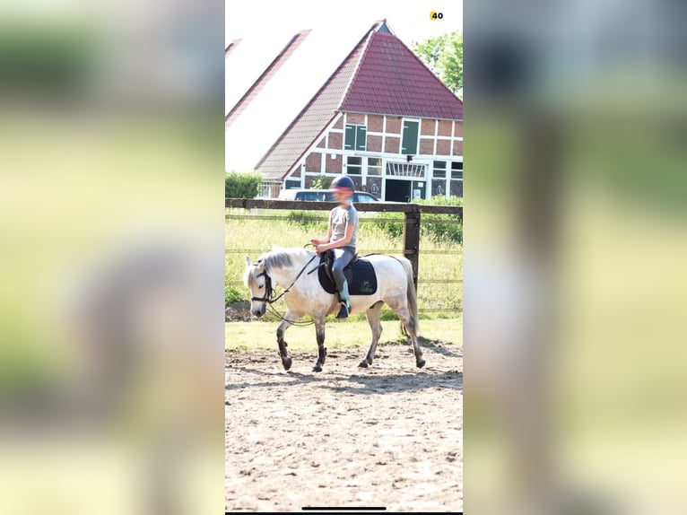 Welsh B Gelding 16 years 12,1 hh Gray-Dapple in Brake