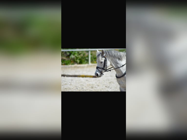 Welsh B Gelding 16 years 12,1 hh Gray-Dapple in Brake