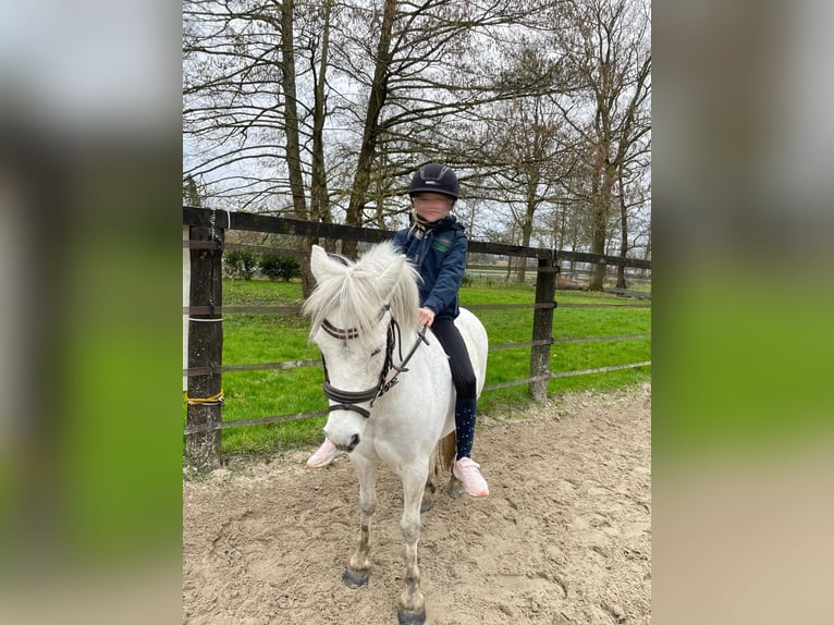 Welsh B Gelding 16 years 12,1 hh Gray-Dapple in Brake