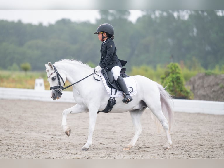 Welsh B Mix Gelding 16 years 12,1 hh Grey in Wormer