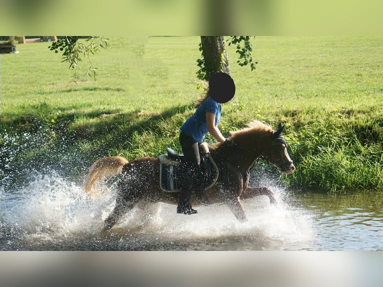 Welsh B Gelding 16 years 13,1 hh in Grimma