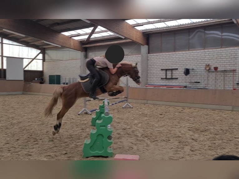 Welsh B Gelding 16 years 13,1 hh in Grimma