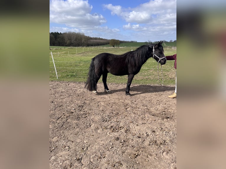 Welsh B Gelding 16 years 13.2 hh Black in Botelsdorf
